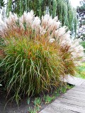 Miskant chiński 'Malepartus' (Miscanthus sinensis)